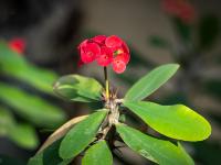 Christusdorn Blüten rot